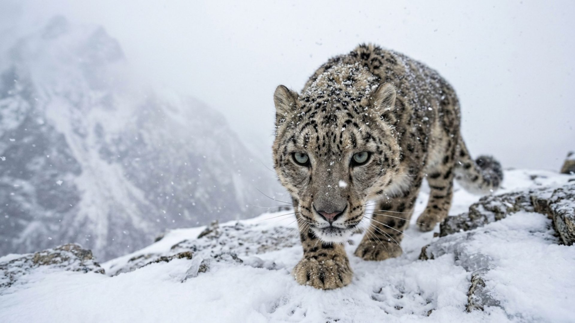 Puma's Prowl