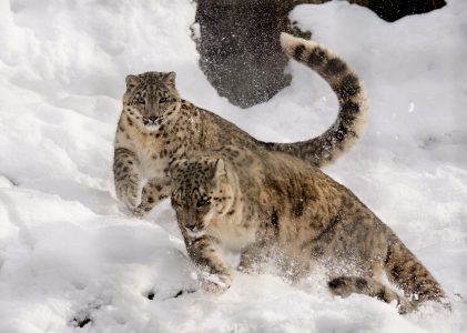 Purrings
