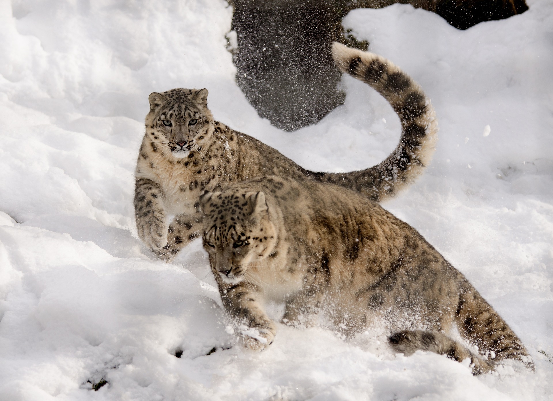 Puma's Prowl